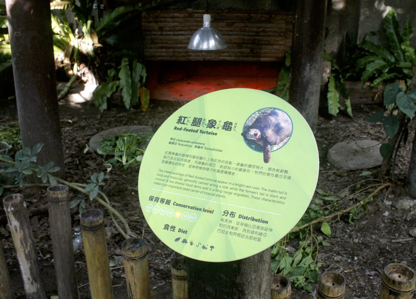 【台北 Taipei Zoo木柵動物園】暑期新館！經歷13年、斥資3.9億打造24公尺高「熱帶雨林」館，平日時間自由進出