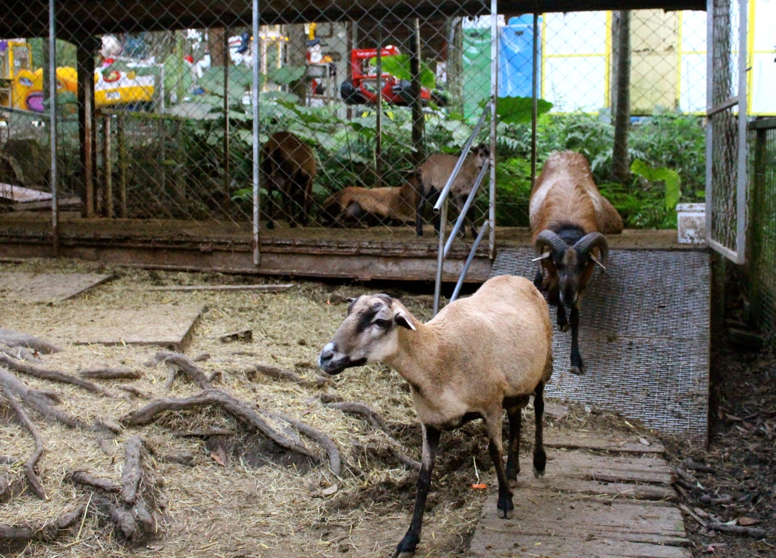 【玩 綠盈牧場】50元就能入園觀賞「全台唯一鵝賽場」！餵食山羊兔子、牧牛草原、牽牛花溜滑梯
