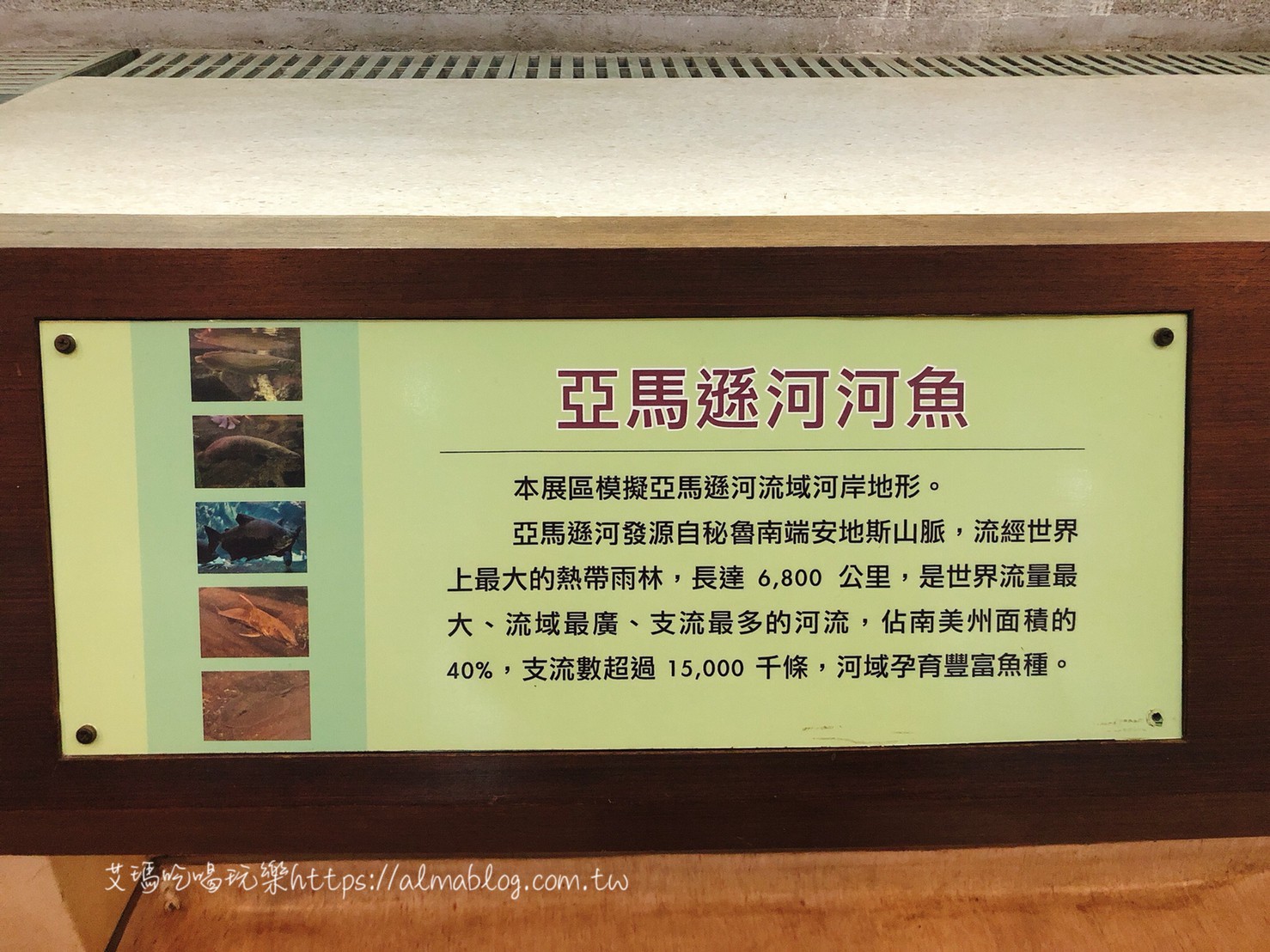台中科學博物館植物園,熱帶雨林溫室,週末親子遊,銅板門票,雨天備案