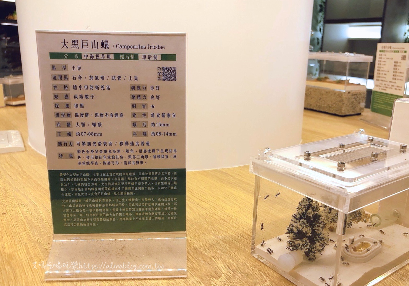  台灣螞蟻生態博物館