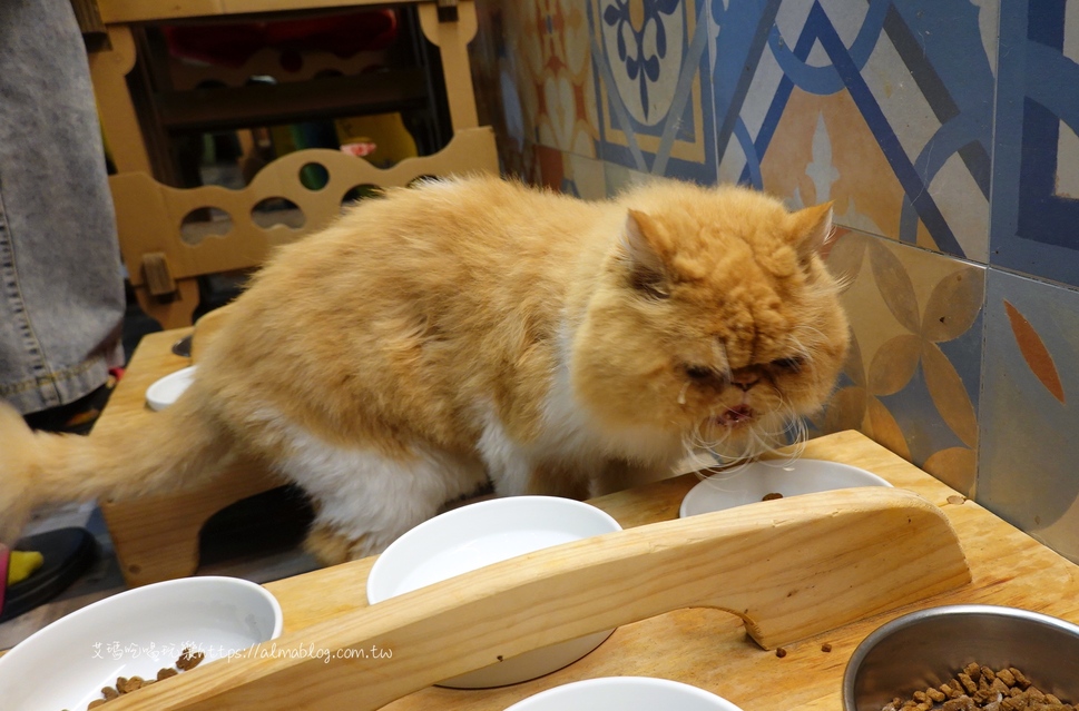 〖貓泰泰 Mao Thai Thai〗開業六年貓咪餐廳！體驗當一個專業貓奴．來者是客貓是主子．泰式料理อาหารไทย