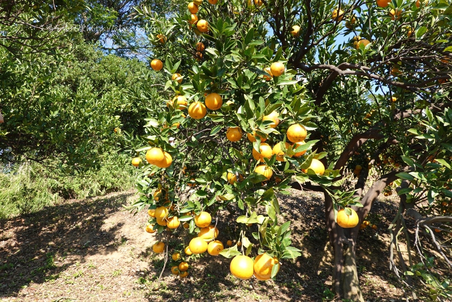 橙香森林