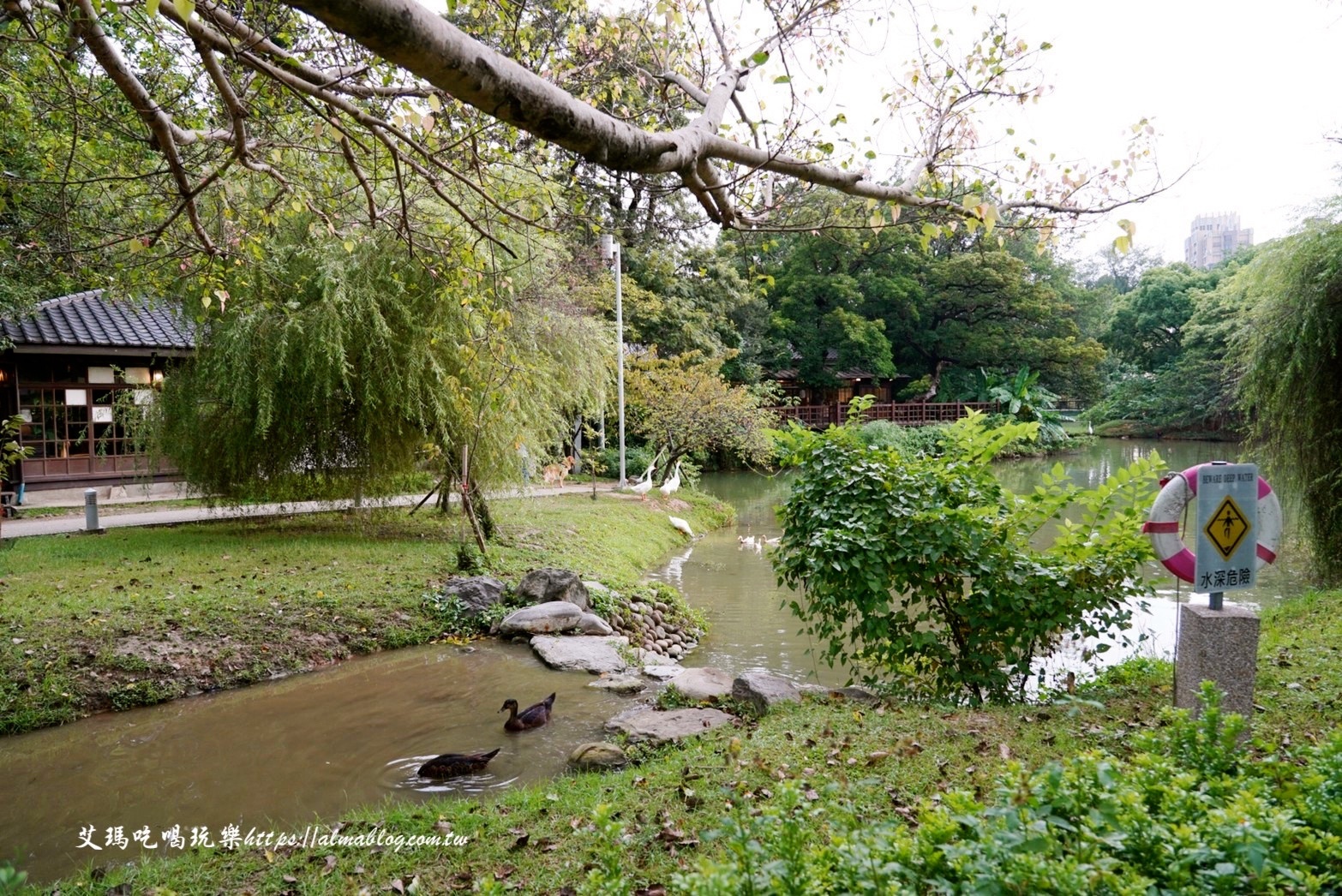 麗池畔,新竹公園,老宅,定食,日料,立體拉花,麗池生活美學館,餵食,公園,免費景點,鯖魚定食