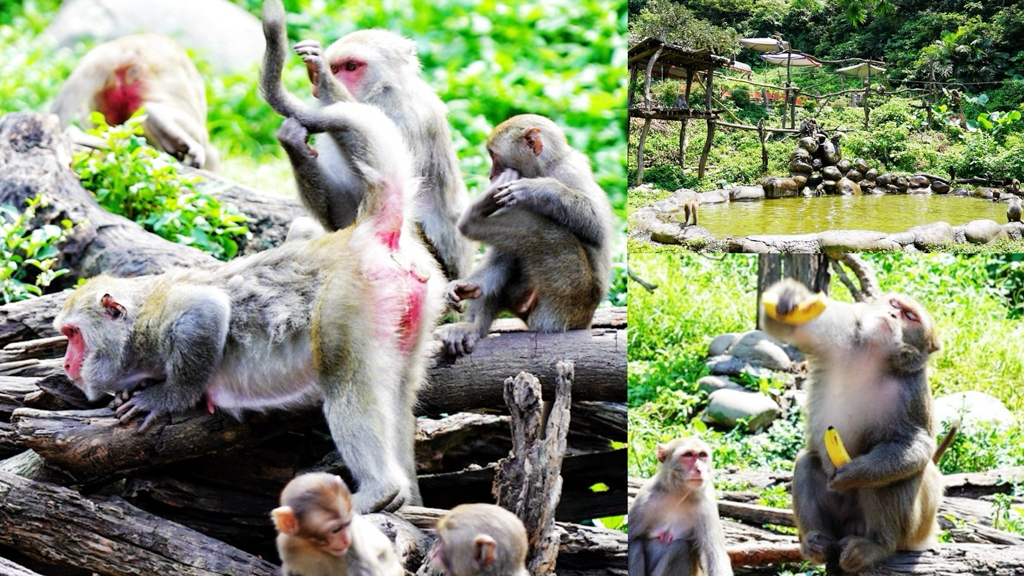 延伸閱讀：郭叔叔獼猴生態區｜自然生態區近100隻獼猴！猴王捉香蕉、猴囡仔跳水、收集猴仔表情包